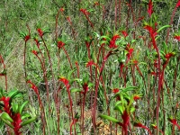 Kangaroo Paws, Wildflower Region © denisbin